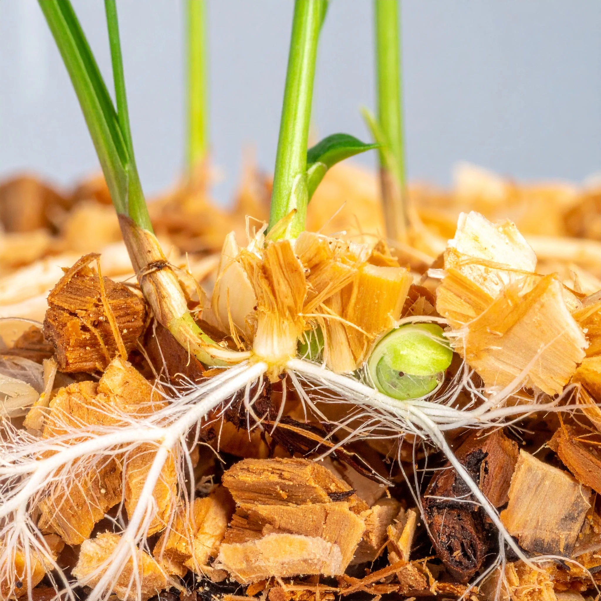 Coco Chips