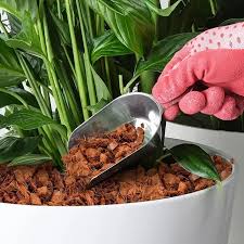 Coco Chips