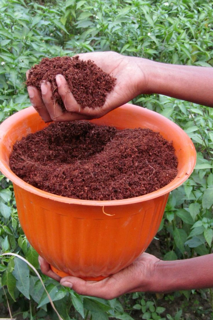 Coco Peat Powder