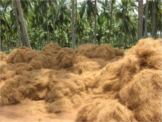 Coir Fiber