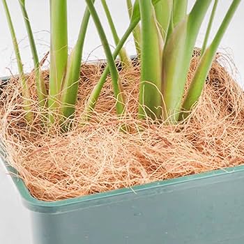 Coir Fiber