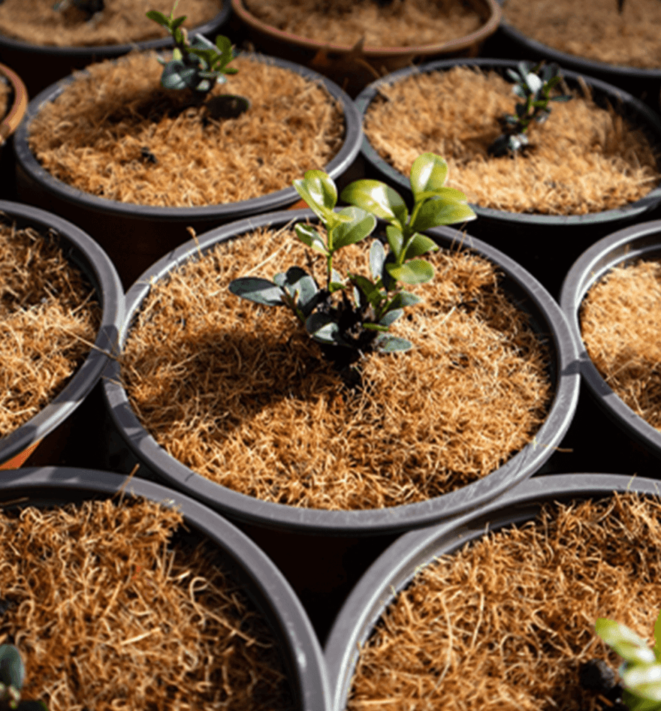 Coir Fiber