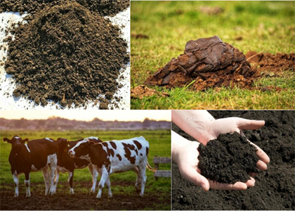Cow Dung Organic Fertilizer