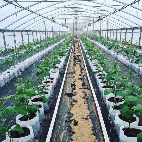 Grow Bags